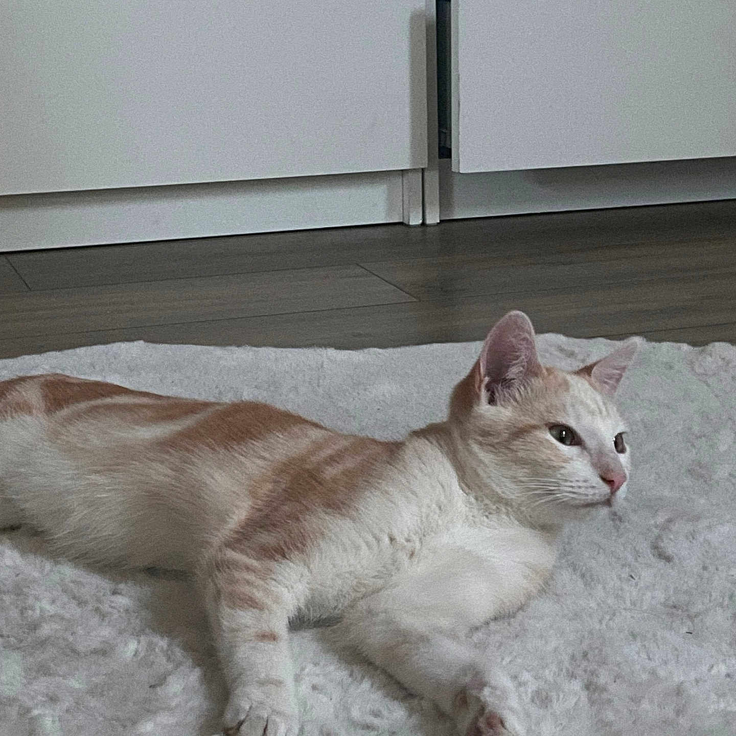 Kyo