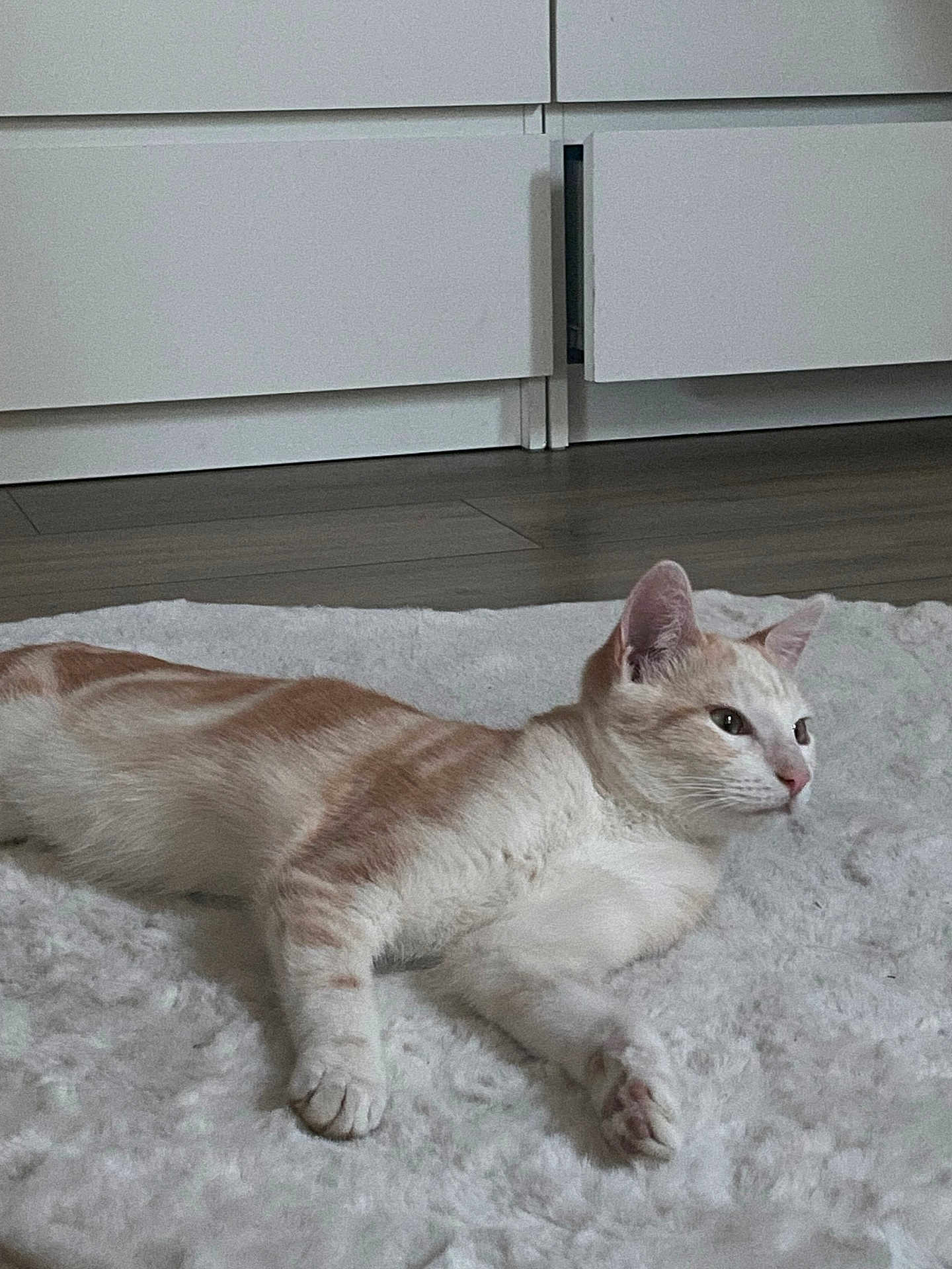 Kyo participe au concours pour gagner de l'argent avec cette photo : cat, indoor, fluffy_rug, cream_colored, white, pet, animal, relaxed, floor, cabinet, wooden_floor, feline, resting, cute, domestic_animal, side_view, whiskers, ears, paws, curious