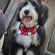 Clarity Rose is registered to the contest to win money with this photo: animal, bandana, black_and_white, bow, car_seat, christmas, companion, cute, dog, festive, fluffy, fur, happy, holiday, inside_car, leash, pet, portrait, sitting, tongue_out