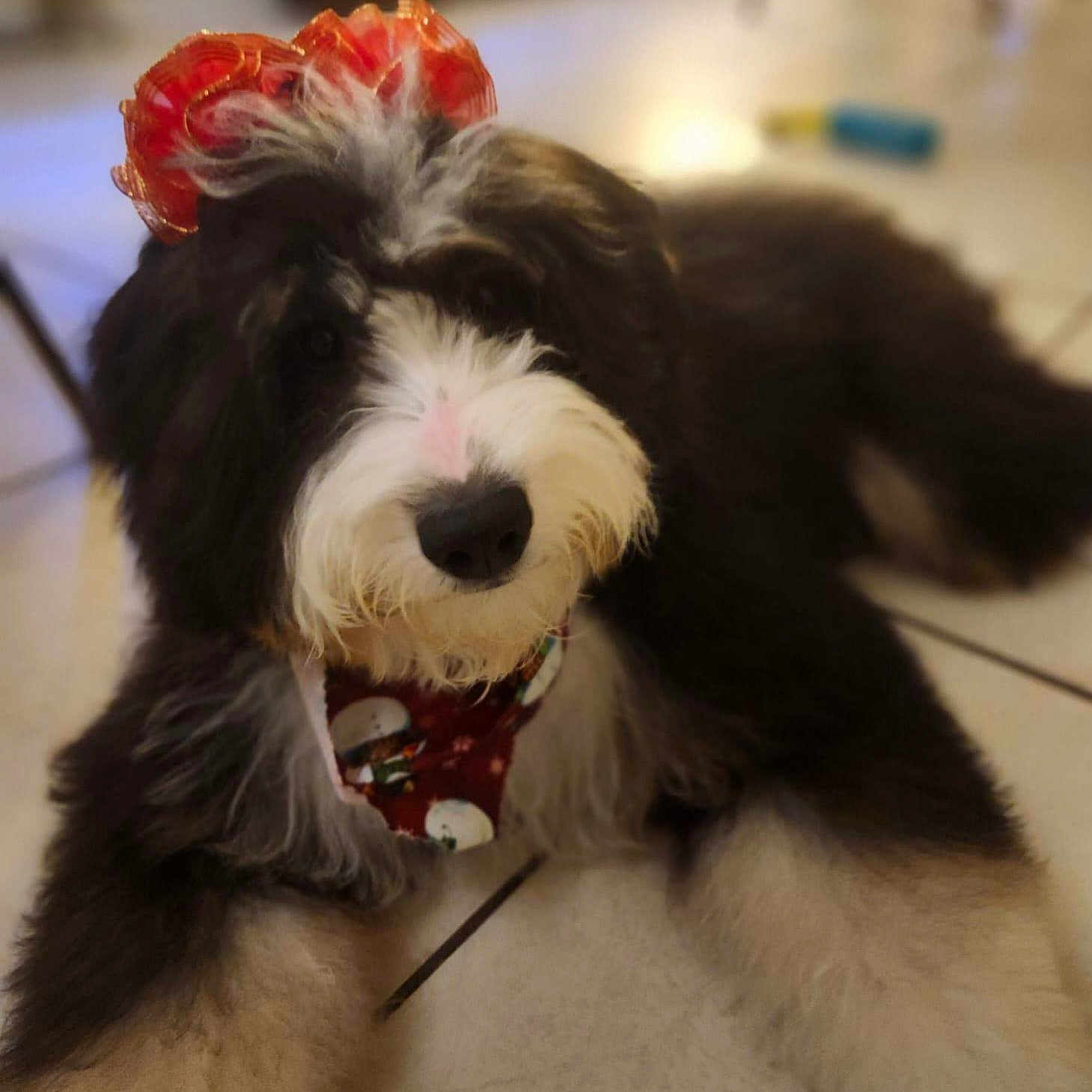 Clarity Rose joined the competition — help win amazing prizes! accessory, animal, bandana, black_and_white, bow, cute, dog, domestic_animal, face, fluffy, fur, holiday, indoor, laying_down, mammal, nose, pet, portrait, tile_floor, whiskers