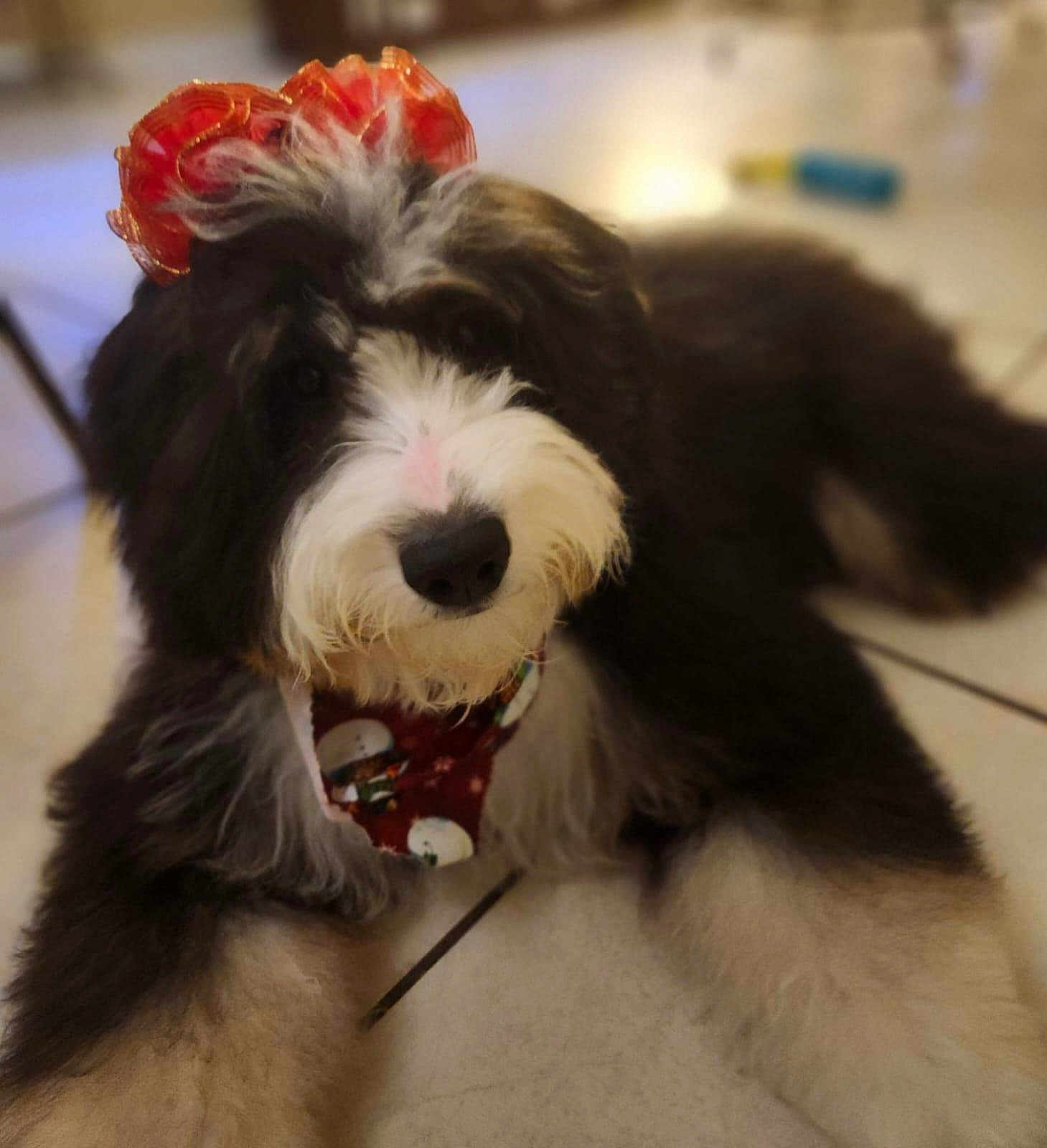 Clarity Rose joined the competition — help win amazing prizes! accessory, animal, bandana, black_and_white, bow, cute, dog, domestic_animal, face, fluffy, fur, holiday, indoor, laying_down, mammal, nose, pet, portrait, tile_floor, whiskers
