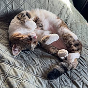 Isaïa participe au concours pour gagner de l'argent avec cette photo : cat, kitten, sleeping, belly_up, bedspread, quilt, sunlight, indoor, pet, whiskers, paw, tail, cozy, nap, fur, cute, tabby, white_paws, relaxed, domestic_cat