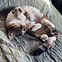 cat, kitten, sleeping, belly_up, bedspread, quilt, sunlight, indoor, pet, whiskers, paw, tail, cozy, nap, fur, cute, tabby, white_paws, relaxed, domestic_cat