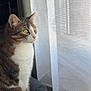 tabby_cat, cat, pet, indoor, window, curtain, green_eyes, whiskers, profile, cat_bed, cozy, sunlight, looking_out, fur, portrait, domestic_cat, resting, soft_texture, home_interior, ears
