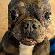 Khloe is registered to the contest to win money with this photo: big_eyes, blue_plaid, brindle, carpet, close_up, curious_expression, dog, ears, french_bulldog, indoor, nose, owner_legs, paw, pet, portrait, short_fur, snout, teeth, whiskers, white_chest