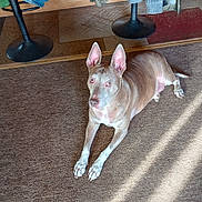 Pharoah joined the competition — help win amazing prizes! dog, carpet, indoor, sunlight, furniture, clothing, relaxed, ears, pet, animal, floor, brown, white, home, casual, resting, portrait, domestic, attention, living_room