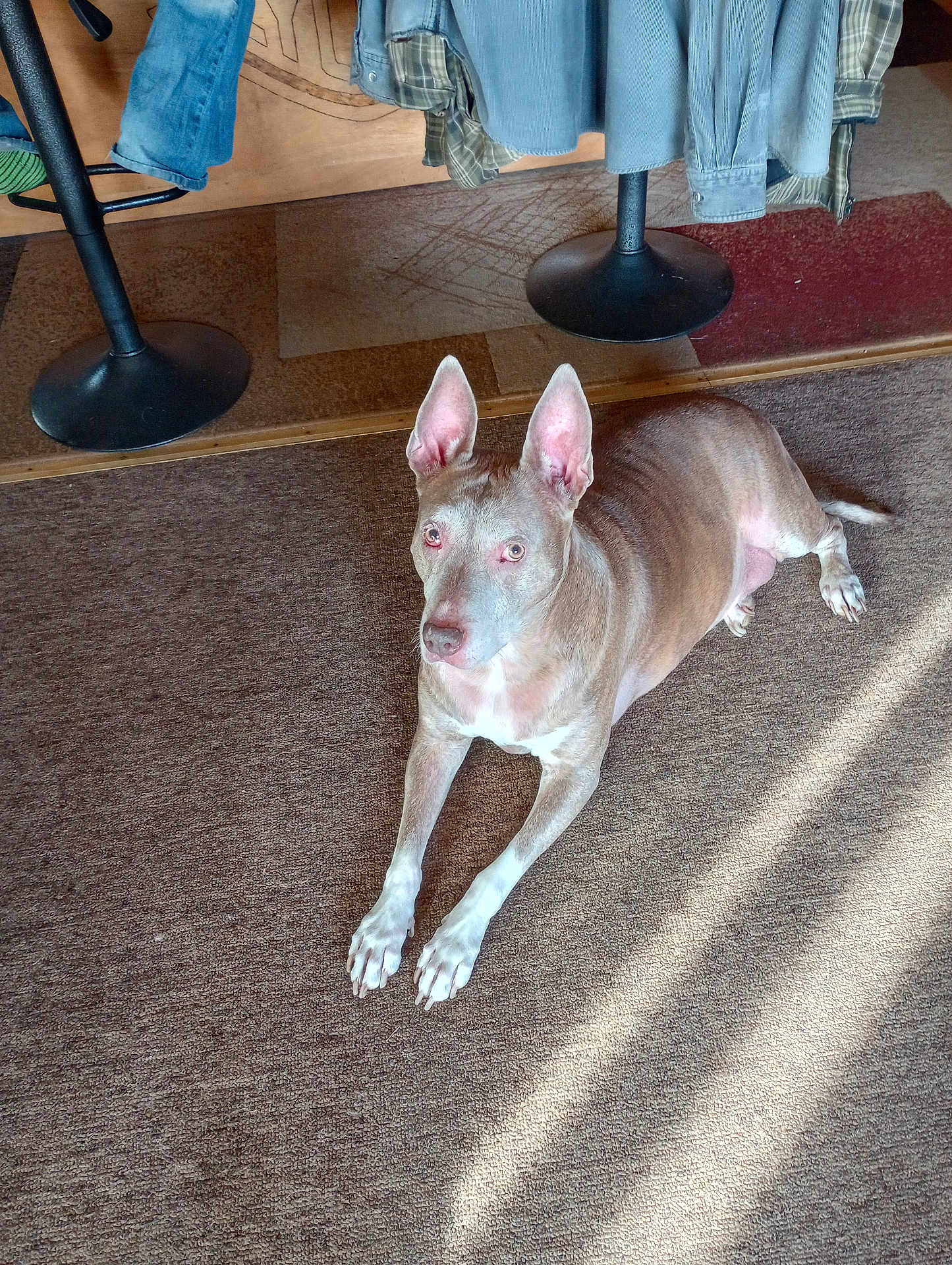 Pharoah joined the competition — help win amazing prizes! dog, carpet, indoor, sunlight, furniture, clothing, relaxed, ears, pet, animal, floor, brown, white, home, casual, resting, portrait, domestic, attention, living_room