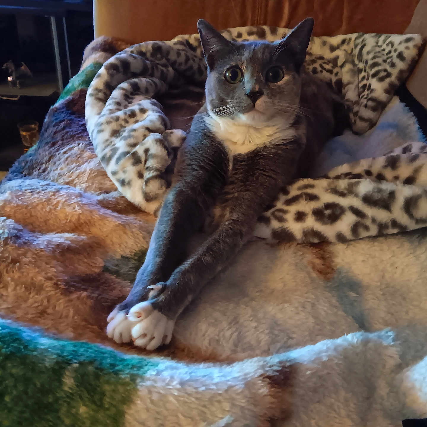 Sadie joined the competition — help win amazing prizes! alert, animal, blanket, carpet, cat, couch, cozy, curious, ears, feline, fur, gray_cat, home, indoor, leopard_print, pet, relaxed, stretching, whiskers, white_paws