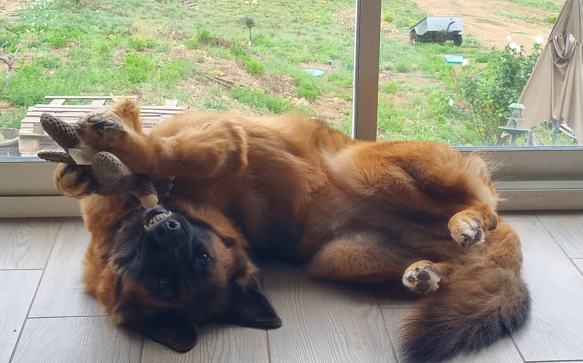 Ruby participe au concours pour gagner de l'argent avec cette photo : brown, canidae, carnivore, cat, claw, companion_dog, dog_breed, fawn, felidae, fur, liver, paw, plant, small_to_medium_sized_cats, snout, sporting_group, tail, terrestrial_animal, whiskers, wildlife