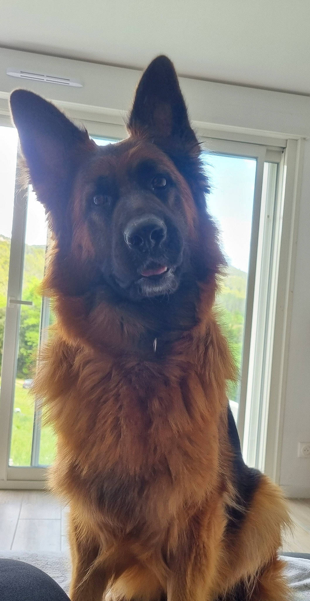 Ruby participe au concours pour gagner de l'argent avec cette photo : canidae, carnivore, collar, companion_dog, dog, dog_breed, dog_collar, east_european_shepherd, fawn, fur, german_shepherd_dog, giant_dog_breed, herding_dog, king_shepherd, liver, old_german_shepherd_dog, sporting_group, whiskers, window, working_animal