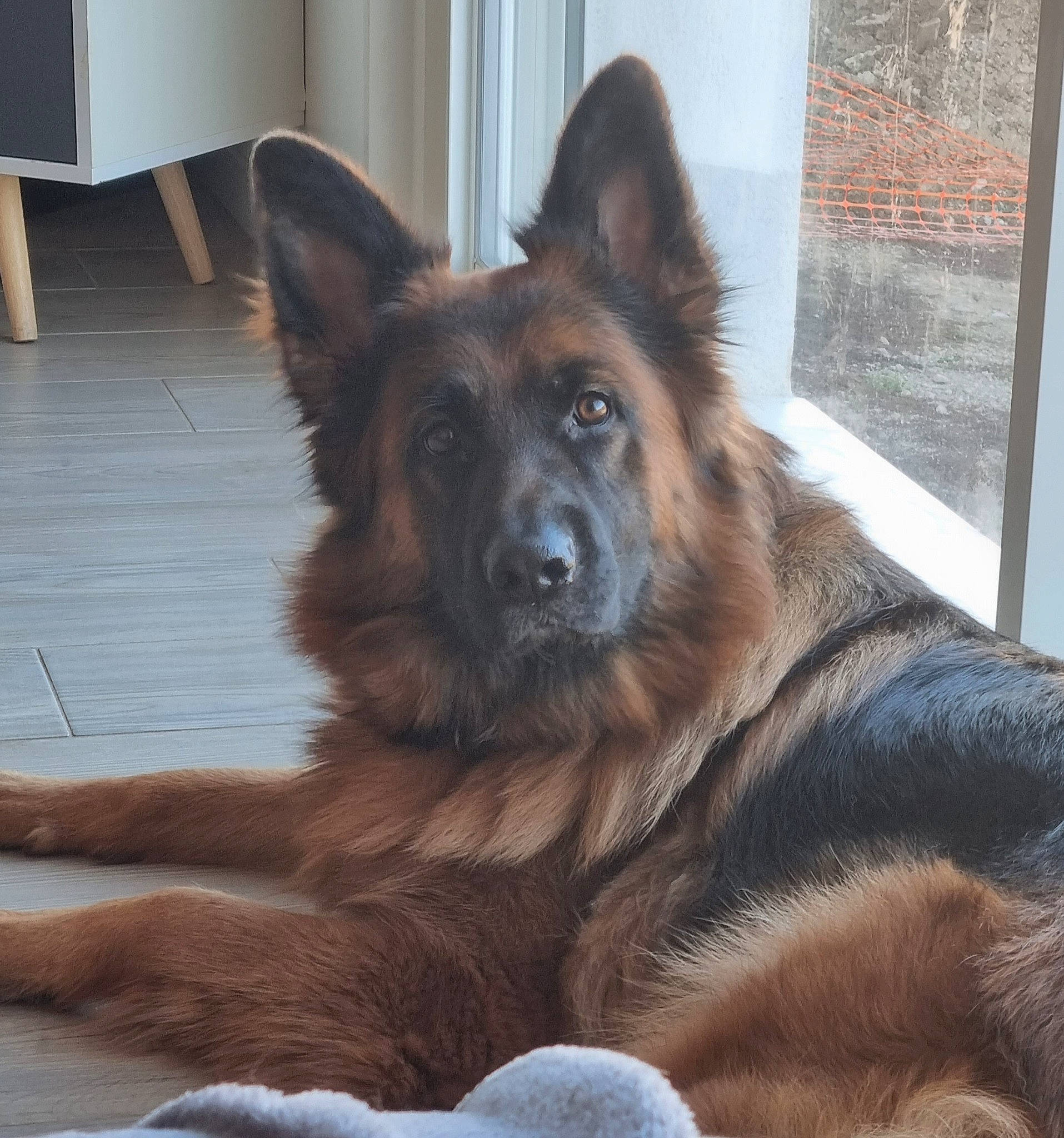Ruby participe au concours pour gagner de l'argent avec cette photo : bohemian_shepherd, canidae, carnivore, companion_dog, dog, dog_breed, east_european_shepherd, fawn, flooring, fur, german_shepherd_dog, hardwood, herding_dog, king_shepherd, old_german_shepherd_dog, snout, sporting_group, terrestrial_animal, wood, working_dog