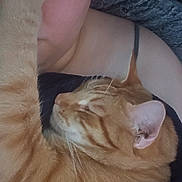 Jellybean joined the competition — help win amazing prizes! cat, orange_tabby, pet, sleeping, paw, close_up, person, face, skin, eyebrow, hair, blanket, indoor, resting, cuddle, comfort, nap, feline, animal, companion