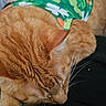 Jellybean is registered to the contest to win money with this photo: blanket, cat, close_up, couch, cozy, domestic_cat, floral_pattern, fur, ginger_cat, green_pattern, human_feet, indoor, lap, orange_cat, paws, pet, relaxation, shirt, sleeping, whiskers