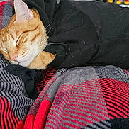 Jellybean joined the competition — help win amazing prizes! bed, black_hoodie, blanket, cat, close_up, cozy, cute, fur, ginger_cat, hoodie, indoor, nap, orange_tabby, pet, plaid_blanket, portrait, relaxed, sleeping, soft_texture, whiskers