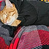 bed, black_hoodie, blanket, cat, close_up, cozy, cute, fur, ginger_cat, hoodie, indoor, nap, orange_tabby, pet, plaid_blanket, portrait, relaxed, sleeping, soft_texture, whiskers