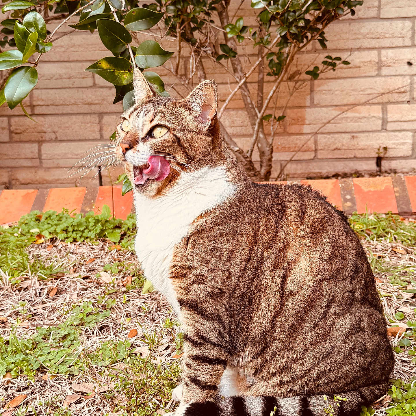 Cleopatra is registered to the contest to win money with this photo: animal, architecture, bodypart, brick, cat, face, grass, head, herbal, herbs, leaf, manx, mouth, nature, outdoors, person, pet, plant, tongue, yard