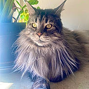 Berlioz a rejoint le concours — aidez-le/la à gagner de superbes lots ! cat, long_hair, indoor, plant, greenery, floor, tile, pet, feline, whiskers, ears, eyes, fur, relaxed, natural_light, close_up, portrait, animal, domestic, cute