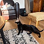 black_cat, cat, pet, indoor, rug, patterned_rug, wooden_floor, leather_chair, plush_toy, living_room, sunlight, curious, wooden_cabinet, robotic_vacuum, home_interior, furniture, curled_tail, collar, decor, cozy