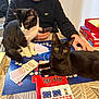 cat, black_cat, black_and_white_cat, person, glasses, hoodie, board_game, cards, table, indoor, playing_cards, game_instructions, hand, sitting, curious, domestic_animal, pet, feline, casual_clothing, relaxed