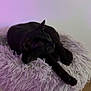 black_cat, cat, pet, fluffy_cushion, purple_light, indoor, sleeping, relaxed, stretching, cozy, feline, soft_texture, animal, resting, paw, fur, domestic_cat, cute, quiet, calm