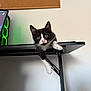 Tac a rejoint le concours — aidez-le/la à gagner de superbes lots ! kitten, cat, black_and_white, desk, computer, computer_tower, green_light, corkboard, wall, paw, curious, indoor, feline, pet, young, looking, office, technology, furniture, playful