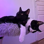 Tac a rejoint le concours — aidez-le/la à gagner de superbes lots ! cat, black_cat, black_and_white_cat, feline, pet, animal, indoor, fuzzy_perch, relaxed, curious, cozy, purple_light, resting, companions, ears, whiskers, floor, door, fur, cute