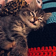 Turbo Charger joined the competition — help win amazing prizes! animal, blanket, cat, closeup, cozy, cute, fabric, fur, furry, indoor, kitten, knitted, leopard_print, paw, pet, relaxed, resting, sleepy, soft, tabby