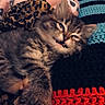 animal, blanket, cat, closeup, cozy, cute, fabric, fur, furry, indoor, kitten, knitted, leopard_print, paw, pet, relaxed, resting, sleepy, soft, tabby
