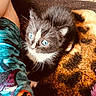 animal_face, arm, black_and_white, blanket, blue_eyes, cat, close_up, curious, cute, furry, indoor, kitten, leopard_print, patterned_clothing, pet, resting, soft_texture, warm_lighting, whiskers, young_animal