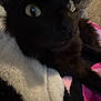 Michi Michi is registered to the contest to win money with this photo: cat, black_cat, close_up, eyes, blanket, furry, pet, animal, indoor, resting, cozy, soft_texture, dark, shadow, fur, whiskers, cute, sleepy, comfort, relaxation