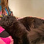 Michi Michi joined the competition — help win amazing prizes! cat, black_cat, sleeping, fluffy, pet, animal, indoor, blanket, pink, person, blue_shirt, cozy, relaxing, fur, cute, domestic_cat, resting, closeup, soft, comfort