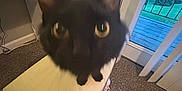 Michi Michi is registered to the contest to win money with this photo: black_cat, cat, indoor, bench, carpet, window, door, furniture, desk, curious, pet, animal, whiskers, ears, eyes, home, floor, daylight, outdoor_view, cushion