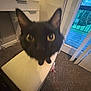 black_cat, cat, indoor, bench, carpet, window, door, furniture, desk, curious, pet, animal, whiskers, ears, eyes, home, floor, daylight, outdoor_view, cushion