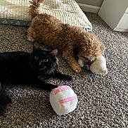 Michi Michi is registered to the contest to win money with this photo: dog, cat, carpet, stuffed_toy, pet_bed, brown_dog, black_cat, indoor, home, furniture, cozy, animal, pet, curly_fur, long_fur, relaxed, playful, floor, companion, domestic