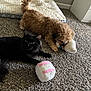 dog, cat, carpet, stuffed_toy, pet_bed, brown_dog, black_cat, indoor, home, furniture, cozy, animal, pet, curly_fur, long_fur, relaxed, playful, floor, companion, domestic