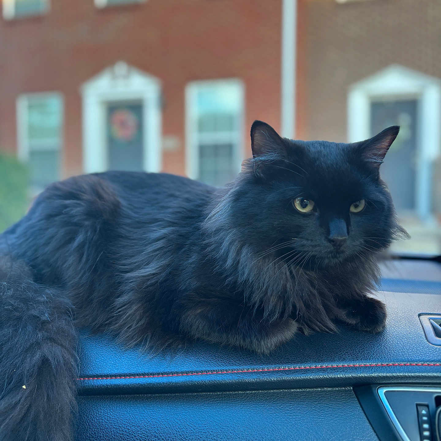 Michi Michi joined the competition — help win amazing prizes! animal, black_cat, blurred_background, car_interior, cat, closeup, dashboard, daylight, domestic_cat, fluffy, fur, house, indoor, pet, relaxed, residential_building, side_view, urban, window, yellow_eyes