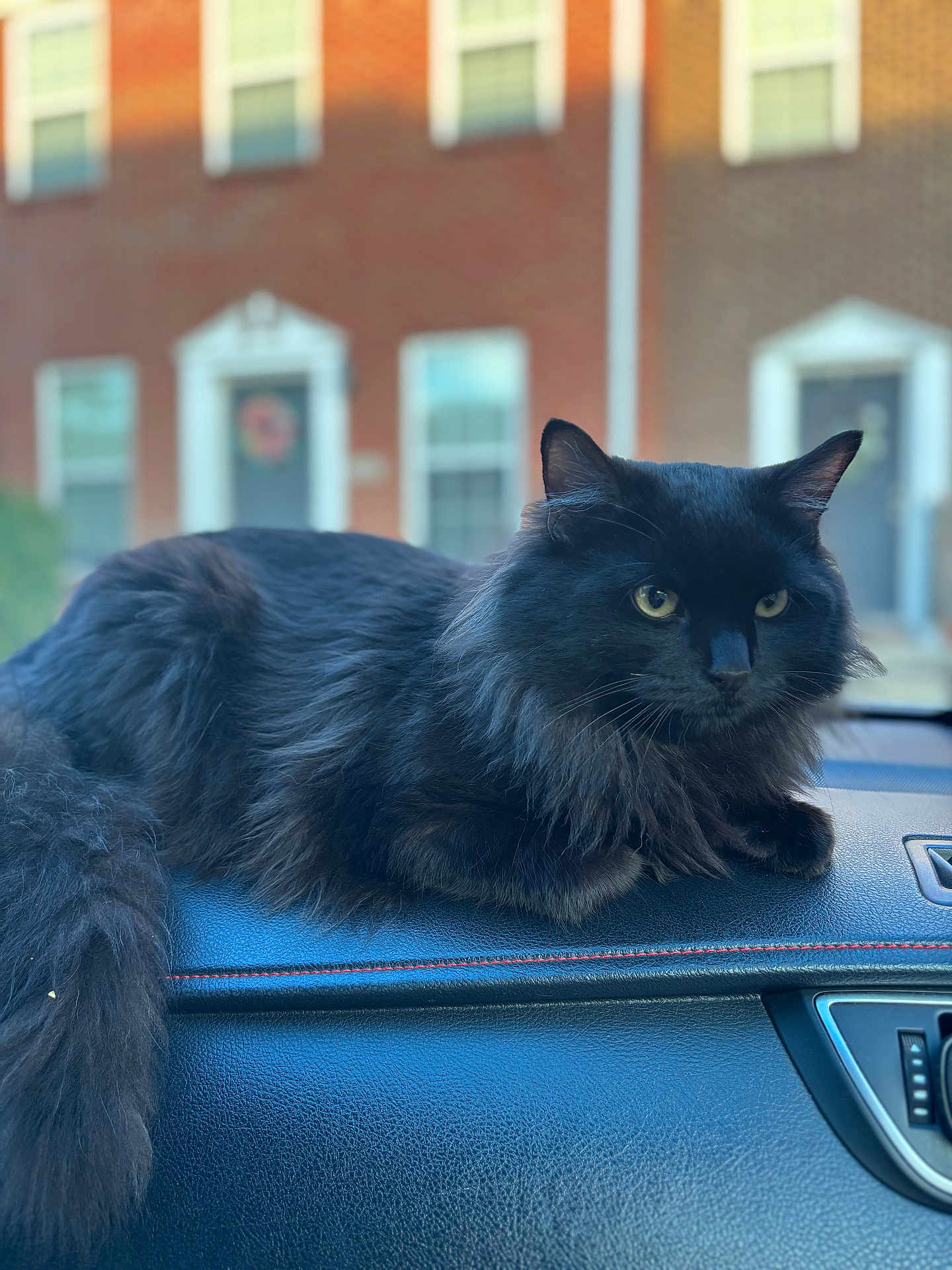 Michi Michi joined the competition — help win amazing prizes! cat, black_cat, fluffy, pet, animal, dashboard, car_interior, yellow_eyes, fur, side_view, domestic_cat, relaxed, indoor, closeup, window, residential_building, blurred_background, urban, house, daylight