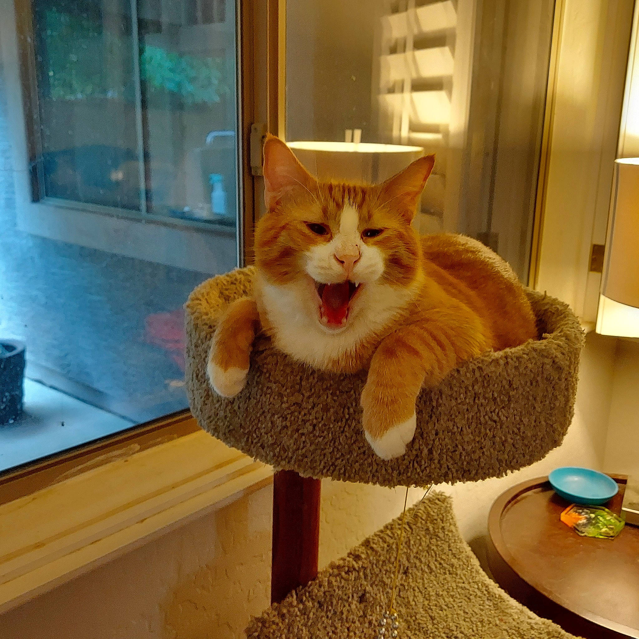 Chili is registered to the contest to win money with this photo: carnivore, cat, cat_supply, comfort, companion_dog, domestic_short_haired_cat, fawn, felidae, floor, flooring, fur, hardwood, house, paw, small_to_medium_sized_cats, table, tail, whiskers, window, wood