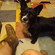 Bear James is registered to the contest to win money with this photo: dog, black_dog, white_fur, curious, ears_up, boots, worn_boots, bare_legs, colorful_floor, tiled_floor, indoor, dog_bowl, pet, looking_up, household, floor_tiles, brown_fur, small_dog, domestic, furniture