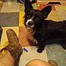 dog, black_dog, white_fur, curious, ears_up, boots, worn_boots, bare_legs, colorful_floor, tiled_floor, indoor, dog_bowl, pet, looking_up, household, floor_tiles, brown_fur, small_dog, domestic, furniture