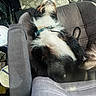 black_and_white, blanket, canine, car_seat, car_window, cozy, cushion, dog, domestic, fabric, fur, interior, leash, paw, pet, relaxed, resting, seat_belt, sleeping, vehicle