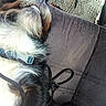 black_fur, brown_fur, car_seat, close_up, collar, dog, fur, happy, indoor, leash, light, pet, playful, resting, seat_cover, smile, teeth, texture, vehicle, white_fur