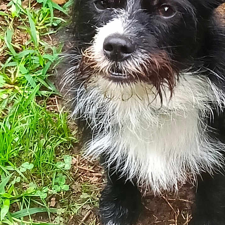 Bear James
