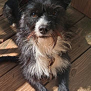Bear James is registered to the contest to win money with this photo: animal, beard, black, canine, closeup, collar, curious, daylight, dog, ears, fur, lying_down, outdoor, paw, pet, portrait, scruffy, sunlight, white, wooden_deck