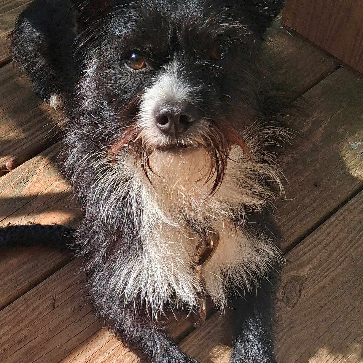 Bear James