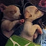 Calvin is registered to the contest to win money with this photo: animal, blanket, closeup, companion, cozy, cute, dim_light, fur, indoors, paw, peaceful, pet, puppies, resting, sleeping, snuggling, soft, two_puppies, warm, young