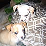 Calvin is registered to the contest to win money with this photo: animal, blanket, blurry, companion, cute, dog, domestic_animal, fabric, floor, fur, indoor, mammal, pet, playful, puppy, small_dog, stuffed_toy, tan_dog, white_dog, young_animal