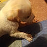 animal, background, blur, canine, close_up, cute, dog, domestic, floor, furry, indoor, light_color, paw, pet, puppy, shadow, small, sniffing, tile, young