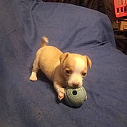 Bell joined the competition — help win amazing prizes! puppy, dog, toy, blue_ball, indoor, fabric, cute, small_dog, pet, playful, brown_and_white, animal, young_dog, floor_covering, clutter, household, curious, paw, lying_down, chewing