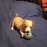 puppy, dog, toy, blue_ball, indoor, fabric, cute, small_dog, pet, playful, brown_and_white, animal, young_dog, floor_covering, clutter, household, curious, paw, lying_down, chewing